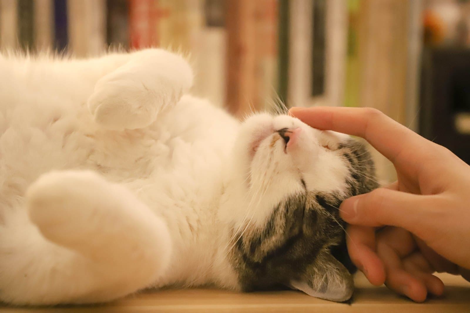 Gato relaxado recebendo carinho na cabeça