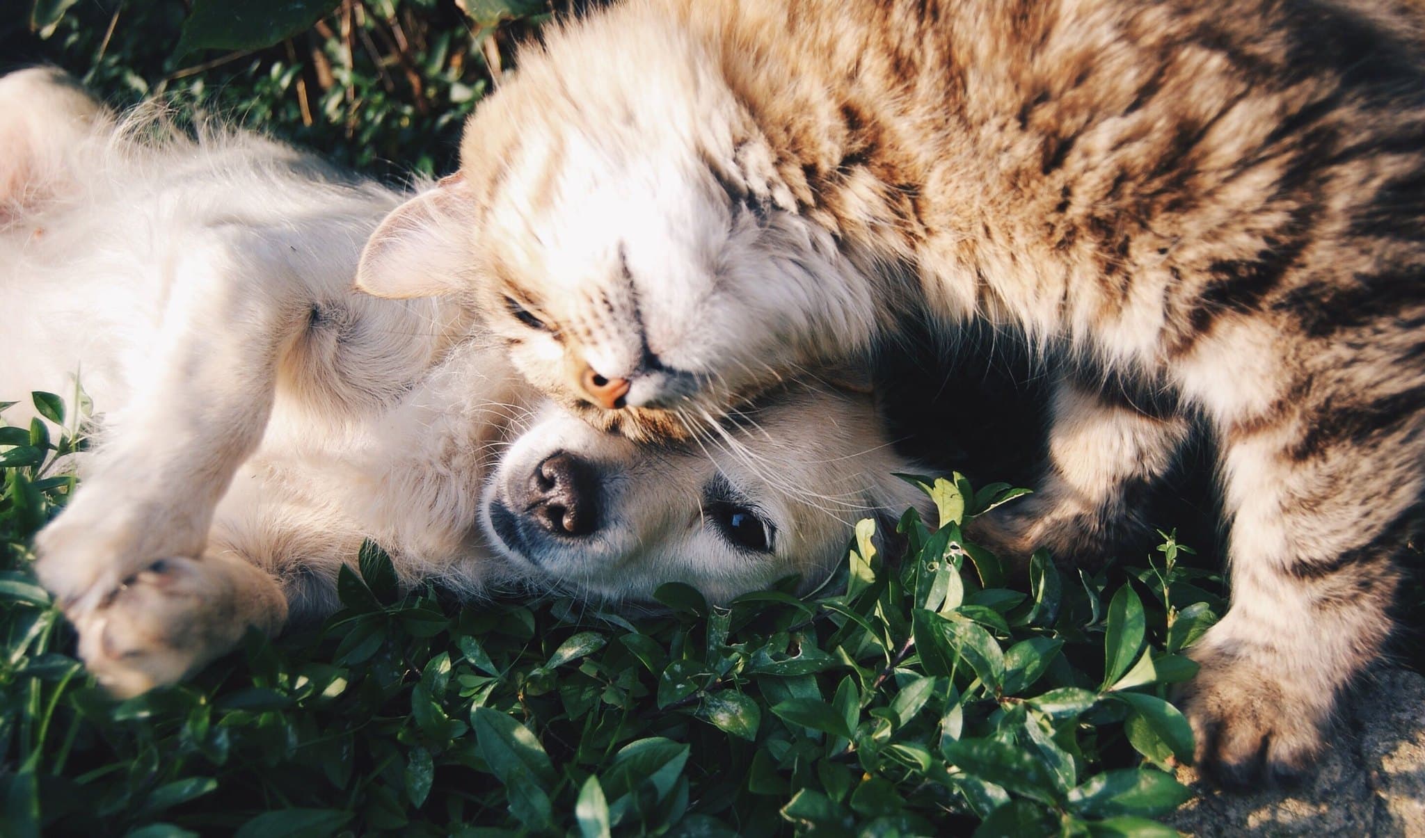 Cão e gato juntos entre folhas, em um momento de carinho