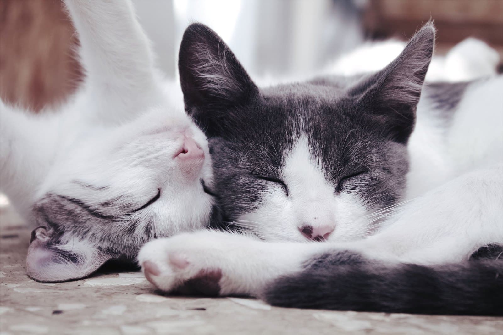 Dois gatos descansando juntos com tranquilidade